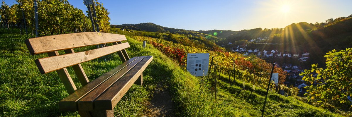 Aufnahme Bank in den Weinbergen