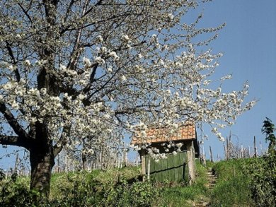 Burgensteig Blütenweg Baum mit Blüten auf dem Blütenweg