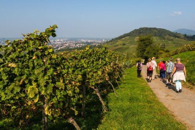 Wandergruppe Wandergruppe in den Weinbergen