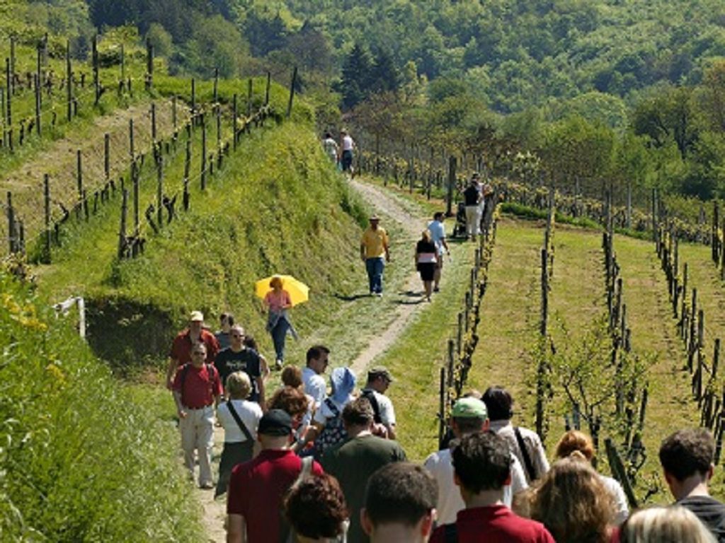 Größere Wandergruppe unterwegs in den Weinbergen.