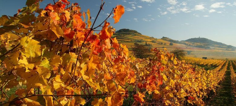 Weinberg im Herbst Ansicht der Weinberge im herbstlichen Gewand
