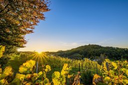 Sonnenuntergang im Weinberg Weinberg im Licht der untergehenden Sonne
