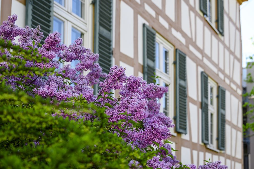 Teilansicht des Fachwerks. Lila Blüte im Vordergrund.