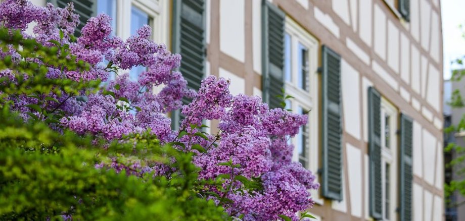 Fachwerk Teilansicht des Fachwerks. Lila Blüte im Vordergrund.