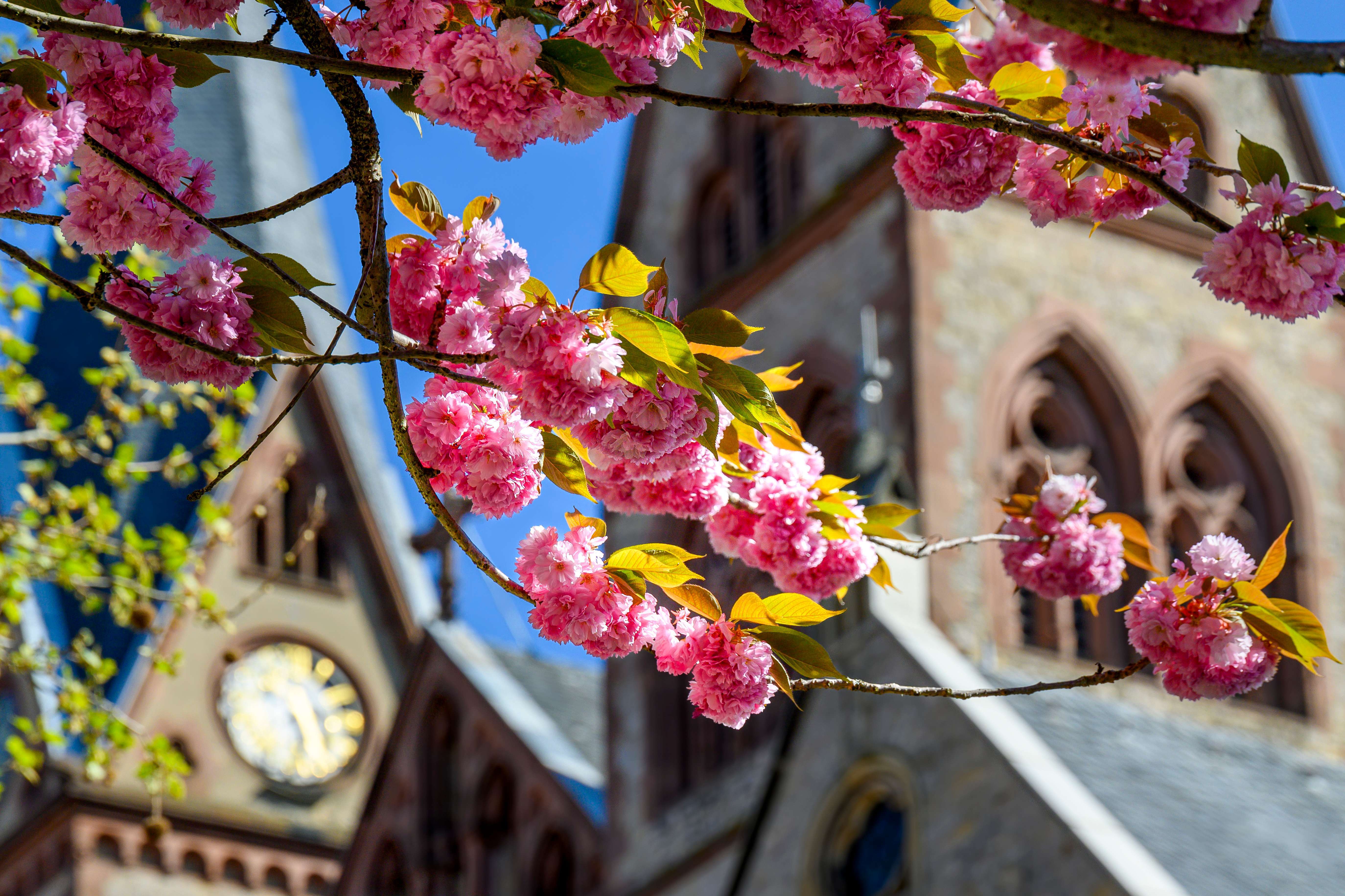 Nahaufnahme einer Blüte mit Kirche im Hintergrund