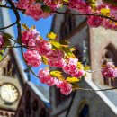 Nahaufnahme einer Blüte mit Kirche im Hintergrund