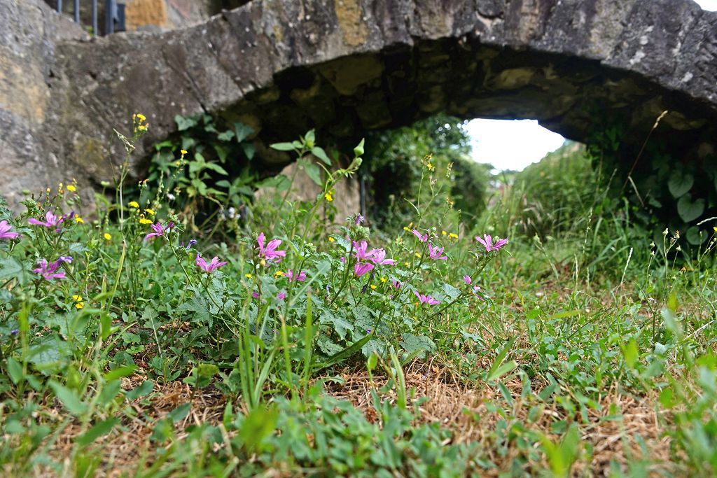 Mühlgraben Mit Unkraut bewachsener Mühlgraben. Im Vordergrund ist eine steinerne Brücke zu erkennen.