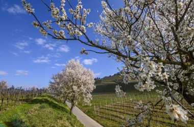 Weiß blühende Mandelblüten im Weinberg. 