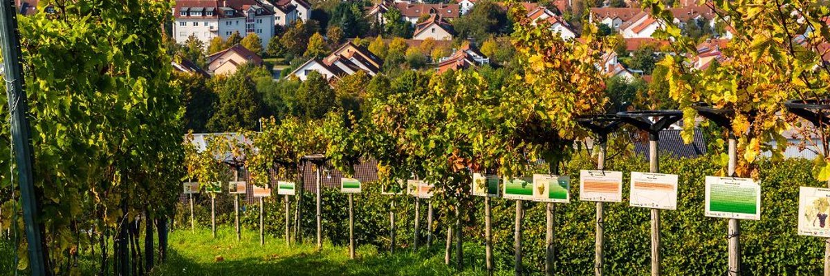 Radfahrer in Weinreben unterwegs