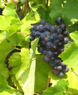 Weinrebe Trauben im Weinberg