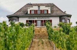 Rebmuttergarten Trauben im Weinberg
