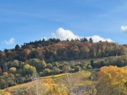 Blick aus der Ferienwohnung Peters in die Weinberge